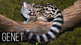 GENET is the flexibility and agility of the marten together with the habits and character of the Cat [upl. by Nica125]