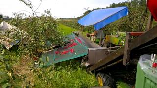 Kirschernte Sauerkirschen Schütteln Saft Obst am Bodensee [upl. by Akimaj94]