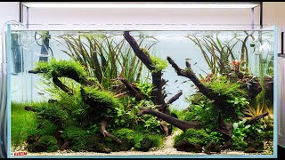 Aquascape Build Step by Step  Nature Aquarium Tutorial in an Eheim Clearscape 200 90x50x45cm [upl. by Issim]