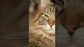 Top 5 Cat Breeds You Need to Know [upl. by Yderf610]