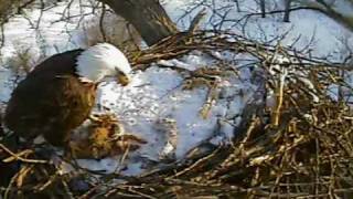 Decorah Eagle brings in large prey 011310 [upl. by Reo]