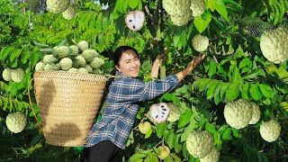 Harvesting Custard apple amp Go to the market to sell  Harvesting and Selling  Vietnamese Harvesting [upl. by Arsi225]