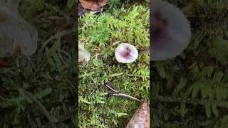 A fragile britlegill russula mushroom fungus fungi [upl. by Irakab]