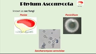 Ascomycota [upl. by Alejandra]