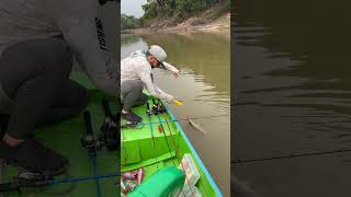 Tucunaré açu  Paca do Rio Juma  shors shortsviral tucunare fishing riojuma amazonia fish [upl. by Ecydnac]