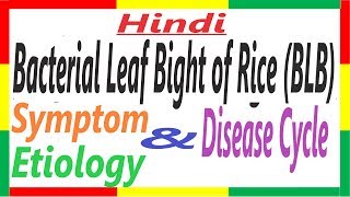 Bacterial Leaf Blight of Rice SymptomEtiologyDC  Xanthomonas oryzae pv oryzae PAC 11 [upl. by Acirea]