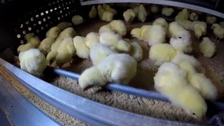 Video Jaula para Pollos de engorde o broiler [upl. by Nirtiac616]