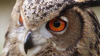 Eurasian Eagle Owl Transformation from Cute Baby to Majestic Adult [upl. by Leona]