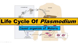 Malaria Pathophysiology [upl. by Batory574]