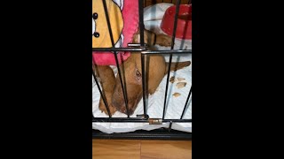 sick puppy has parvo virus disease and treatment [upl. by Ennaehr323]