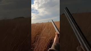 Pheasent rooster pheasants pheasant pheasanthunting birddog birdhunting publicland hunting [upl. by Rocker]