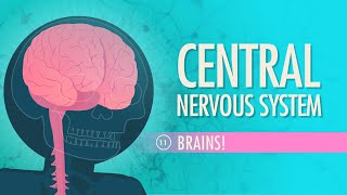 Central Nervous System Crash Course Anatomy amp Physiology 11 [upl. by Sugar384]