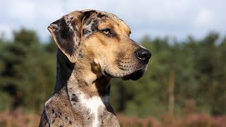 Catahoula Leopard Dog Facts  Rare Dog Hog Hunter Dogs [upl. by Ajile]