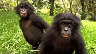 BONOBOS  Bande annonce HD sortie le 30 mars 2011 [upl. by Marcel]