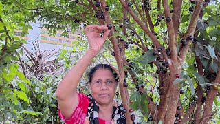 ജബോട്ടിക്കാബ പഴം കേരളത്തിൽ ഇത്രയും നന്നായി കായിക്കുമോ jaboticaba fruit kerala [upl. by Millur]