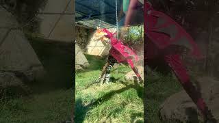 B’alam loved his birthday piñata 🪅🐆 Animals jaguar cuteanimals [upl. by Harmonia]