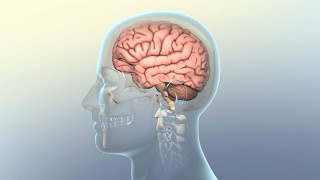 How Concussion Affects the Brain [upl. by Araet471]