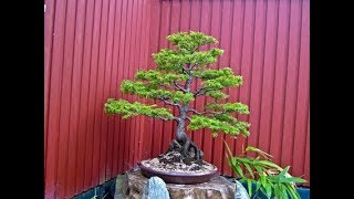 Evergreen Abies species or Firs Bonsai [upl. by Negriv]