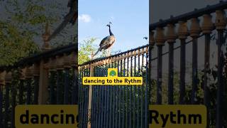 Peacock 🦚 Dancing to the Rythm peacockpeahenmusicdancemasthirainbowrainwatergatejumpneck [upl. by Ahsienak]