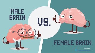 Male Brain vs Female Brain What is the Big Difference [upl. by Llertniuq672]