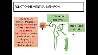 Formation de lurine [upl. by Gittle]