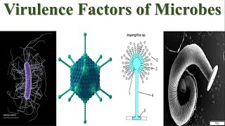 Virulence Factors of Microbes  Explained Virulence Factors of Bacteria Viruses Fungi amp Parasites [upl. by Christie]