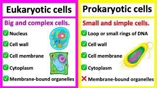 EUKARYOTIC CELLS vs PROKARYOTIC CELLS  Whats the difference [upl. by Cairistiona]