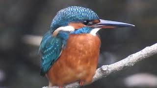 Regents Canal kingfisher chilling out [upl. by Quitt]