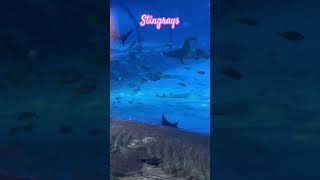 stingraysuaeviralreels [upl. by Naleek]