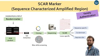 SCAR marker or Sequence Characterized Amplified Region What and how to design [upl. by Yrrum]