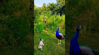 Beautiful peacock catching😨viralvideo youtube shownfeed shortsfeed wildlife birds subscribe [upl. by Udella]