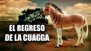 🦓 La CUAGGA vuelve a correr en Sudáfrica Equus quagga quagga 🦓 [upl. by Bobker]