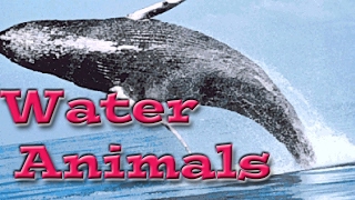 Water Animals for Children  Kids Learning Videos [upl. by Cohbert]