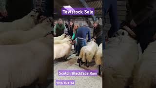 Tavistock Scotch Blackface Ram Sale 2024 [upl. by Annadiane759]