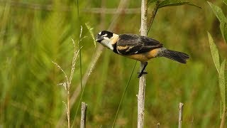 CANTO DO COLEIRODOBREJO SPOROPHILA COLLARIS RUSTYCOLLARED SEEDEATER COLEIRADOSERTÃO [upl. by Ahsieit336]