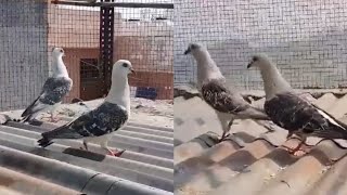 For Sale Gole Hyderabadi Maksi Kabootar 🕊 92663 66390🕊Location Wazirabad Gali no 3 Delhi [upl. by Arebma]