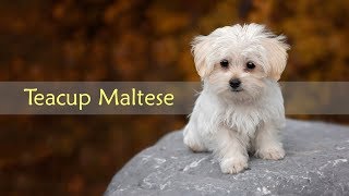 Teacup Maltese – Dog Breed Information On The Toy Maltese [upl. by Etan341]