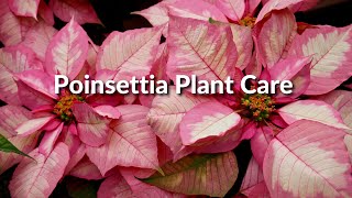 POINSETTIA PLANT CARE  Joy Us Garden [upl. by Zwiebel739]