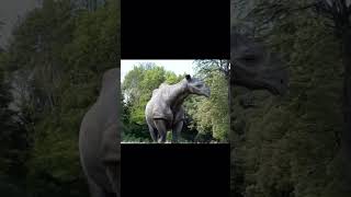 More accurate paraceratherium fyp animal wild nature pets pet ai trendingvideo new tiktok [upl. by Arad415]