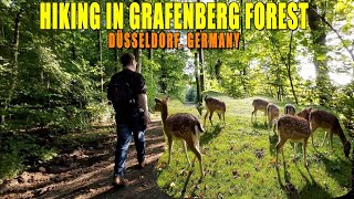 HIKING AROUND GRAFENBERG FOREST DÜSSELDORF  WILDLIFE PARK  4K [upl. by Doll]