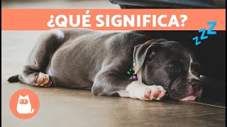 7 POSICIONES de los PERROS al DORMIR y su SIGNIFICADO 🐶💤 ¿Qué Dice Su Posición Al Dormir [upl. by Enninaej]