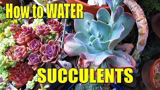 HOW and WHEN to WATER SUCCULENTS  Comprehensive Guide [upl. by Clywd]