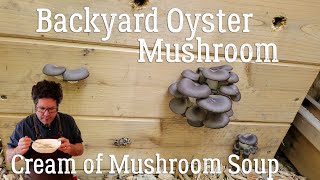 Backyard Oyster Mushroom Cream of Mushroom Soup [upl. by Dagna560]