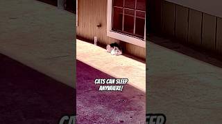 Cats Can Sleep Anywhere Doesn’t She Need More Shade cat catlover animal shorts shortvideo [upl. by Dibri]