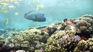 Animal Attitude NAPOLEON WRASSE [upl. by Ettelrats]