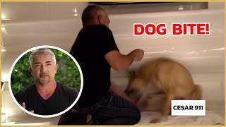 Cesar Millan gets bitten by an insecure dog  Cesar 911 [upl. by Stanzel61]