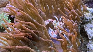 Bubble Tip Anemone And Porcelain Anemone Crab  Symbiotic Relationships  Clownfish And Anemones [upl. by Ynots]