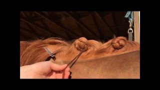 Dutch scallop Dressage Braid Tutorial [upl. by Marena]