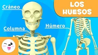 Los huesos para niños  El sistema óseo  El cuerpo humano para niños [upl. by Hauhsoj191]