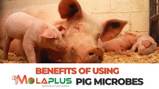 The Benefits Of Using MolaPlus Pig Microbes On Your Pig Farm [upl. by Gershom]